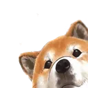 Shibe