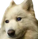 sadpup