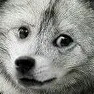 wolfdoge Discord Emoji