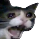 sadcat