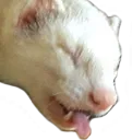 ECH