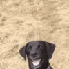 dogblinkwhat
