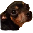 WoodgePup WoodgePup
