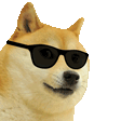 cooldoge