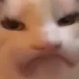 NotAmusedCat