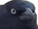 judgecrow