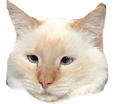 Ziggs