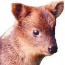 pudu