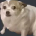 wtfdog