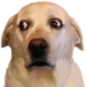 OhNo