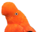 :birb: Discord Emote