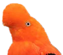 birb birb