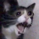 scream_cat
