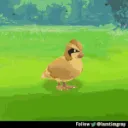 fpidgey