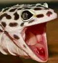 loudestscream loudestscream