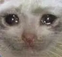 sad_cat