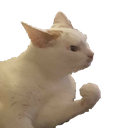 :damncat: Discord Emote