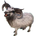 ovis ovis