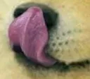 dogelick dogelick