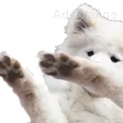 dab