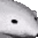 :icebear: Discord Emote