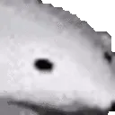 icebear