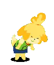 isabelledance