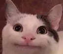 smilecat