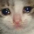 sadcat