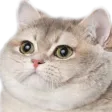 heavybreathingz
