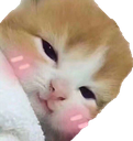 :blushucat: Discord Emote