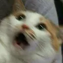 scaredcat