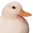 CarueTheDuck CarueTheDuck