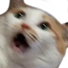 ohno