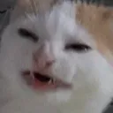 disgust
