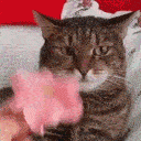 reCatTranscend Discord Emoji