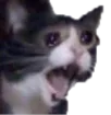 CryCat1