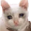 CryCat2