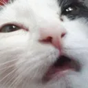 catsneeze