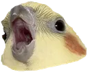 birbaaaaa