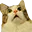 wtfcat