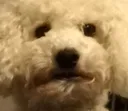 disappoint