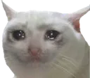 kittysadness