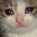sadCat