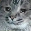 SadCat