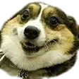 happy_boy happy_boy
