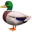 Duck