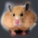 hamster hamster