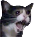 Cryingcat cryingcat Discord Emoji