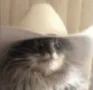 gato_de_minas